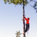 Wilhelm Tree Services California Tree Trimming Tree Removal