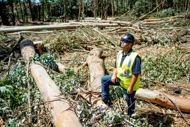 Wilhelm Forestry Tree Services Fuel Reduction Mastication