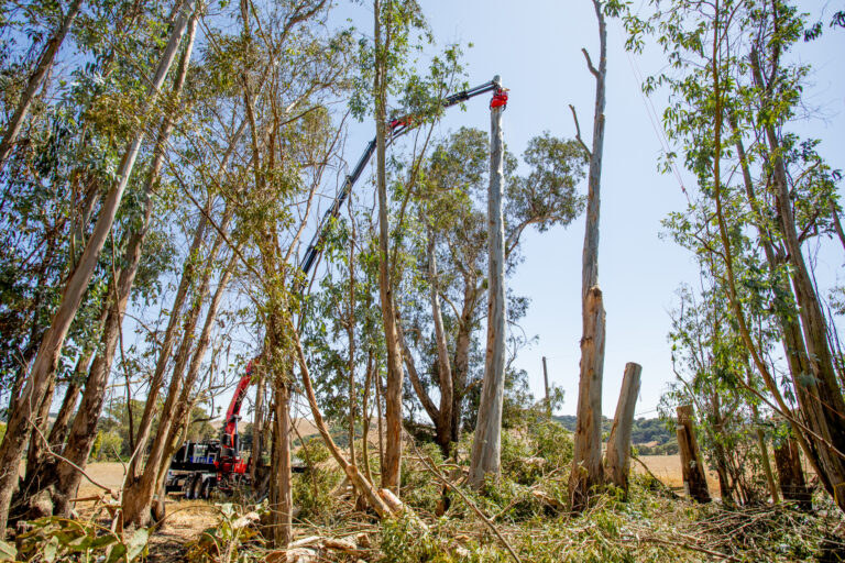 Wilhelm Hazard Tree Removal Services