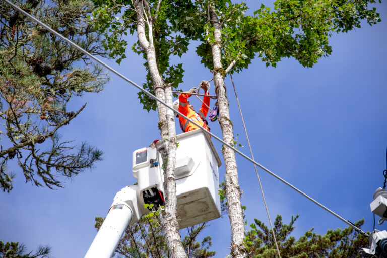 Wilhelm Tree Services Utility Line Clearing Trimming